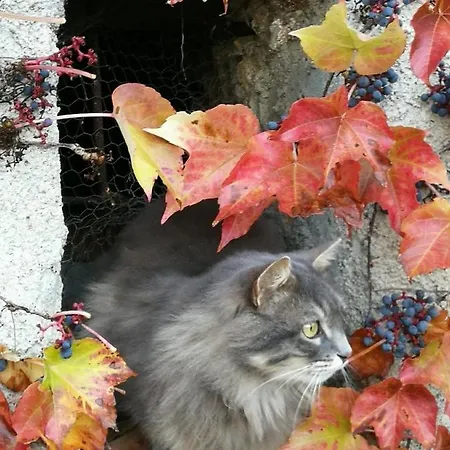 Villa Casale Maria Mafalda Pieve di Teco