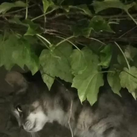 Villa Casale Maria Mafalda