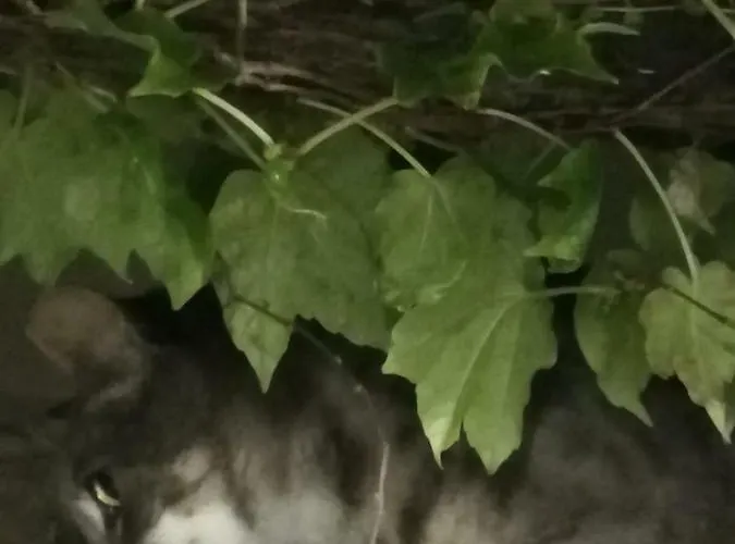 Villa Casale Maria Mafalda