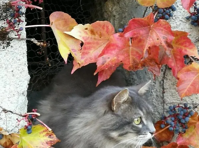 Willa Casale Maria Mafalda Pieve di Teco